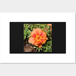 Orange Flower Photographic Image Posters and Art